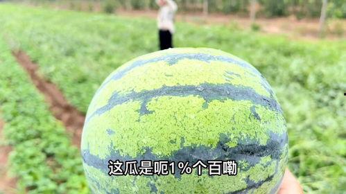 地头吃瓜格外甜,甜蜜滋味尽在田间  第3张