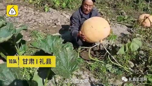 礼县吃瓜事件视频播放,视频曝光引发网友热议  第2张