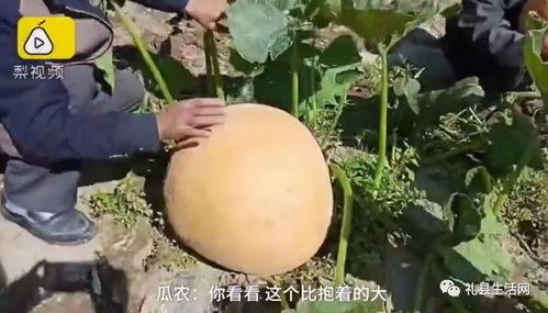 礼县吃瓜事件视频播放,视频曝光引发网友热议  第3张