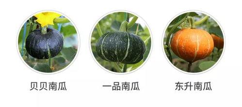 吃瓜前现  第2张