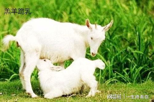 小羊吃瓜全部,一场欢乐的田园盛宴  第1张