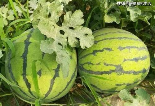 在大树下吃瓜,夏日悠闲时光的惬意体验  第3张