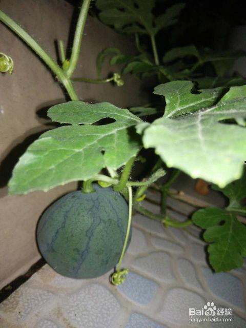 瓜可以吃籽嘛,能否食用与营养解析  第1张