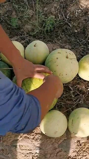 瓜可以吃籽嘛,能否食用与营养解析  第3张