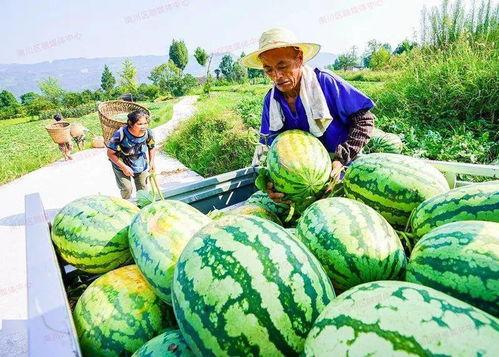 吃福寿瓜就吐,吐出惊喜新体验  第1张