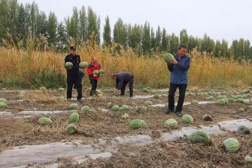镇上吃瓜群众,揭秘本地新鲜事  第2张