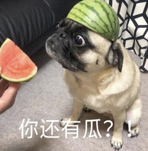 吃希瓜表情包,网络时代的幽默风向标  第1张
